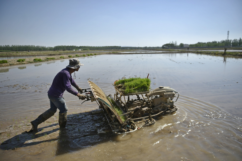 宁夏青铜峡市有机水稻生产基地,一位农民在田间插秧(5月16日摄).