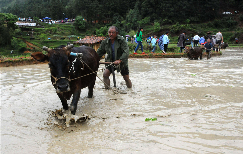 贵州黎平:牛耕节展现农耕文明