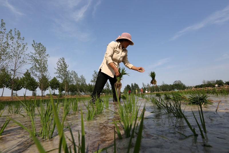 6月12日,农民在山东省临沂市郯城县郯城街道官塘村田间进行水稻插秧.