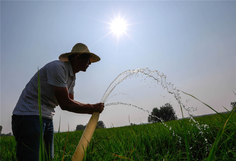 7月26日,江苏省盱眙县河桥镇黄龙村村民许凯顶着烈日给水稻浇水.