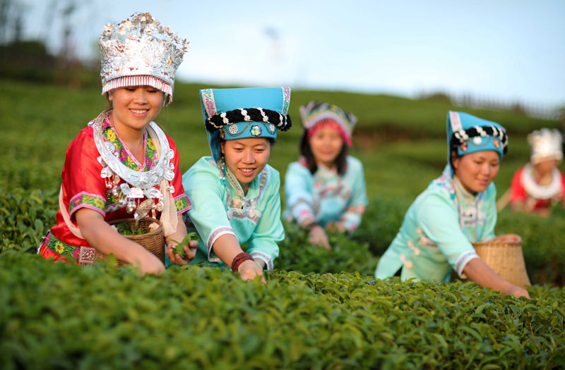布依族和苗族妇女在贵州省独山县影山镇茶天堂茶园采摘秋茶(8月25日摄