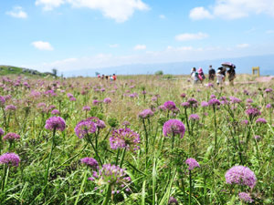 300韭菜坪花开迎客来.jpg