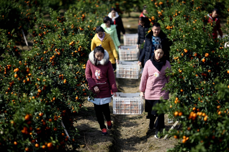 12月17日,在广西桂林市永福县罗锦镇高崇村,当地村民和电商公司工作