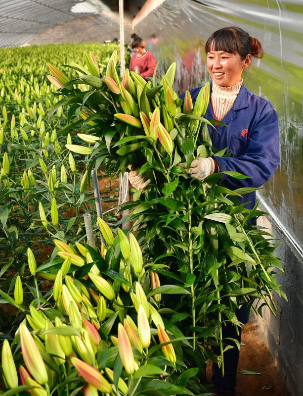 12月30日,滦南县司各庄镇百合源花卉种植合作社的社员在大棚内采收