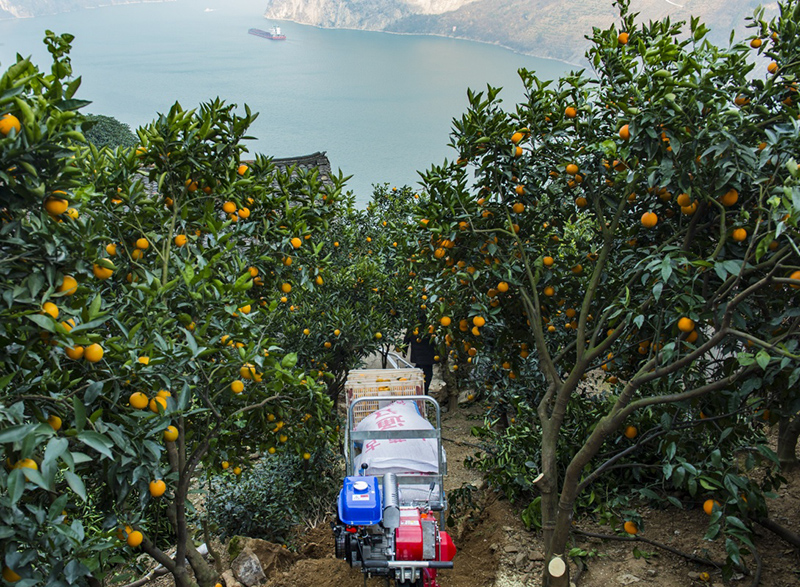 1月14日,自动山地单轨运输车在湖北省秭归县九畹溪镇九畹溪村果园里