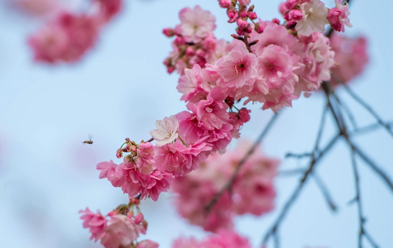 包头南海公园樱花图片