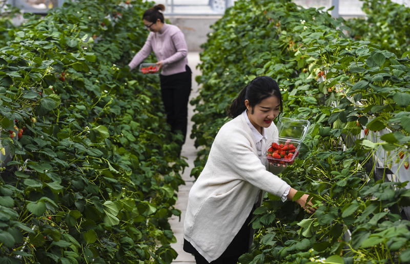 4月5日,游客在河北省枣强县八里庄村智能大棚里采摘草莓