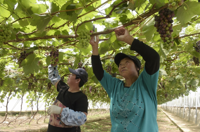 集中连片种植无花果,葡萄等特色果蔬,让种植户从规模