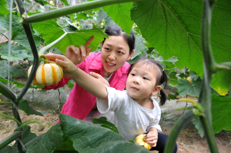 5月11日,游客在河北省青县司马庄绿豪农业专业合作社大棚内采摘南瓜.