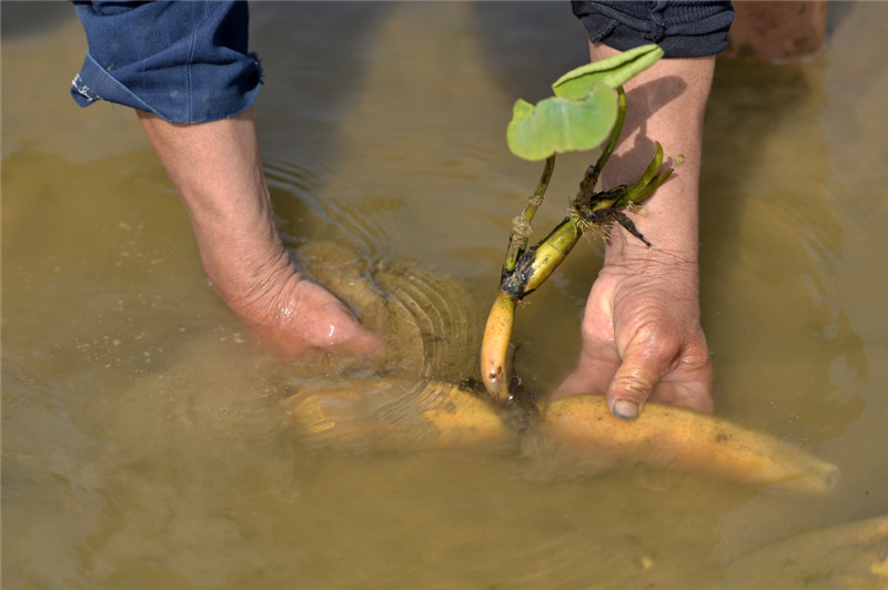 5月14日,河北省隆尧县东良镇泽畔村的农民在种植莲藕.