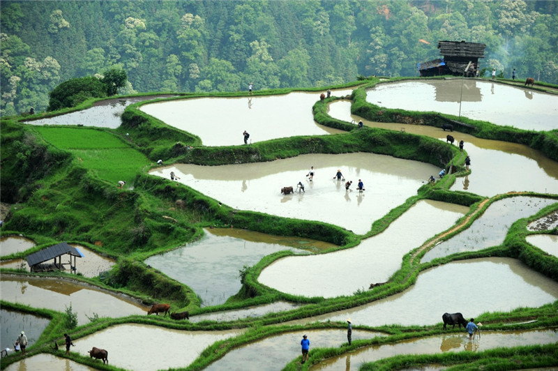贵州黎平:"千牛同耕"展农耕文化