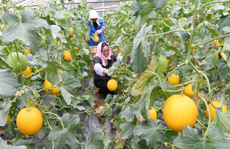 5月27日,塘子街道三支龙社区的农妇在香瓜种植基地采摘香瓜.