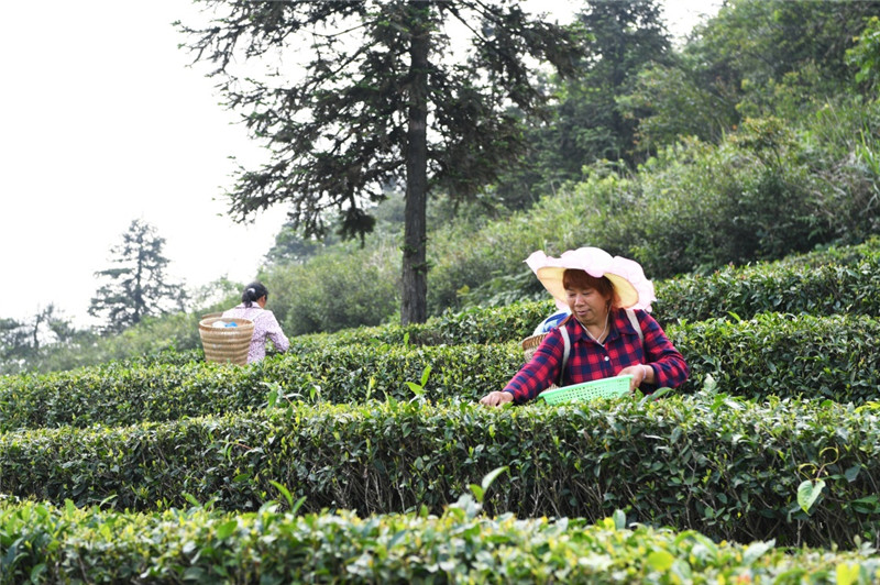 6月13日,武隆区白马镇豹岩村村民在天尺坪茶叶基地采摘夏茶.