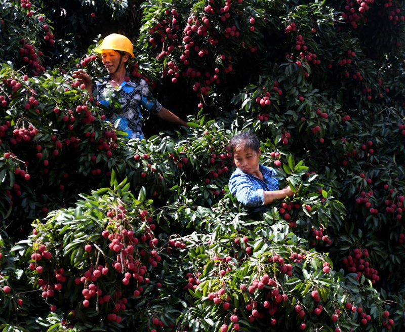 广西灵山农民抢收荔枝