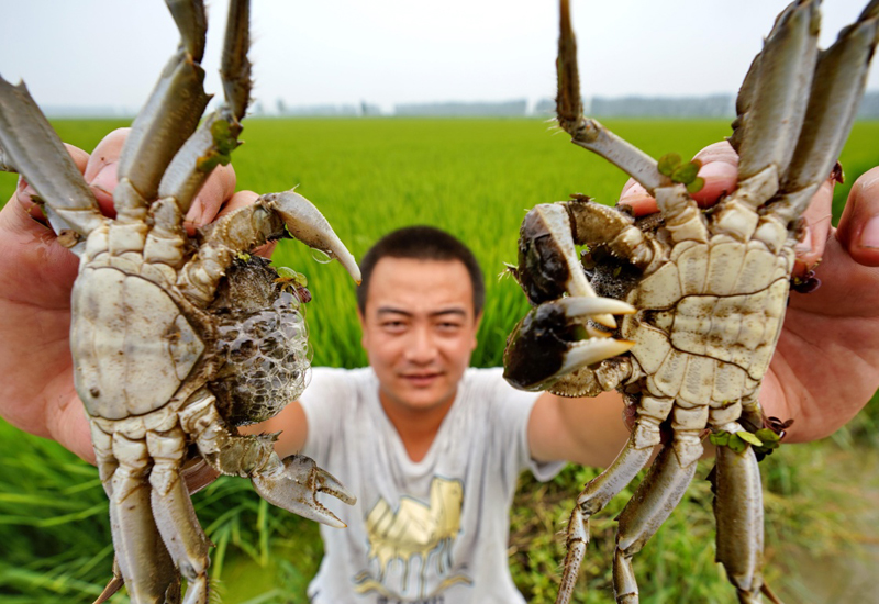 东北都有什么地方养殖河蟹 东北都有什么地方养殖河蟹品种