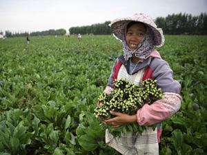 蔬菜1-300.jpg