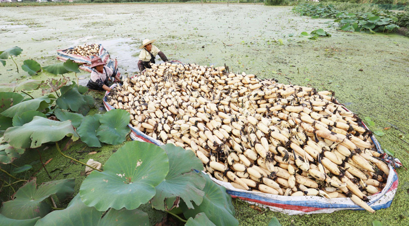 江苏海安:千亩浅水藕喜获丰收 (1)_图片新闻_中国政府网