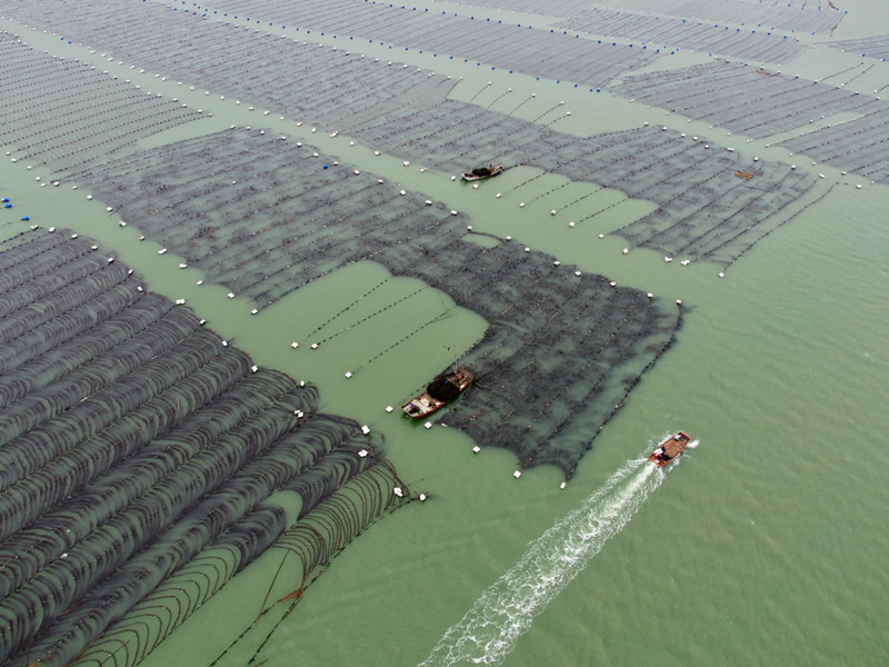 新闻 图片库 图片近日,福建省宁德市霞浦县30余万亩养殖海带进入收获
