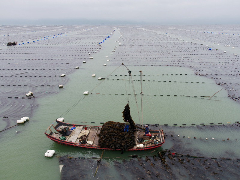 福建霞浦迎来海带收获季