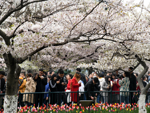 赏花1-300.jpg