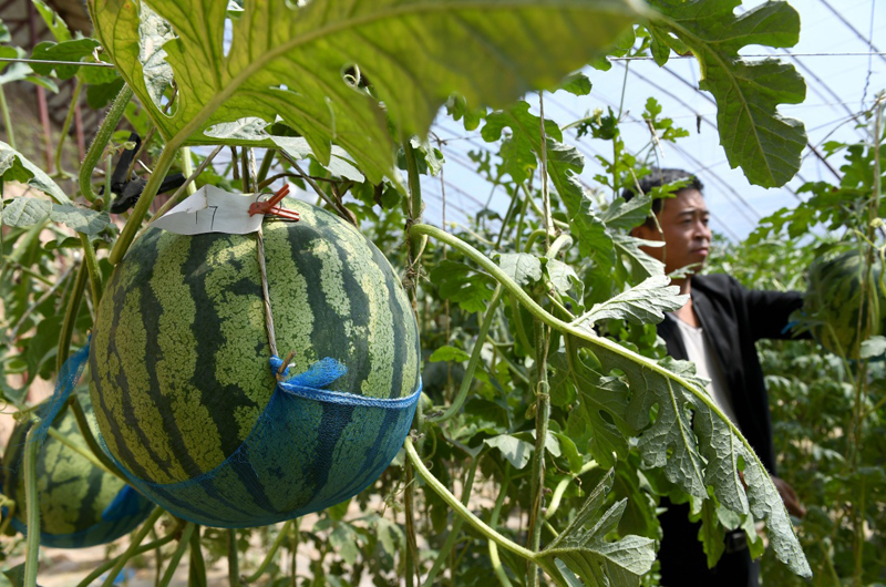 陕西安塞:设施农业促增收
