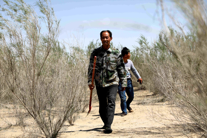 民勤县芸丰苁蓉专业合作社农民侍明德(前)和李龙军在青土湖区域人工