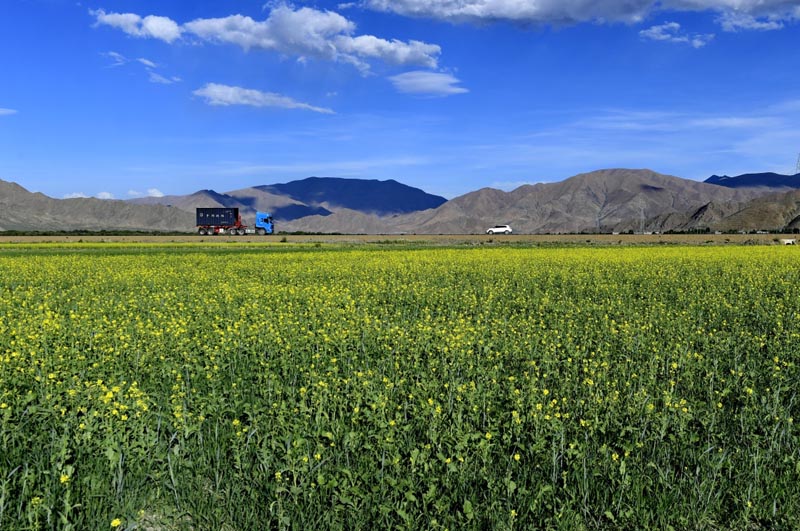 这是日喀则桑珠孜区的油菜花(6月22日摄).