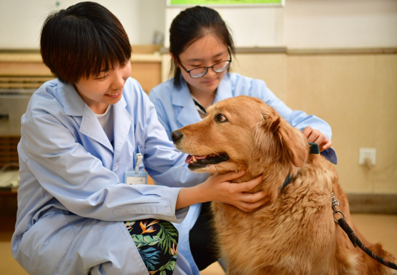 西北农林科技大学动物医学专业学生在学校的动物医院内安抚一只宠物狗