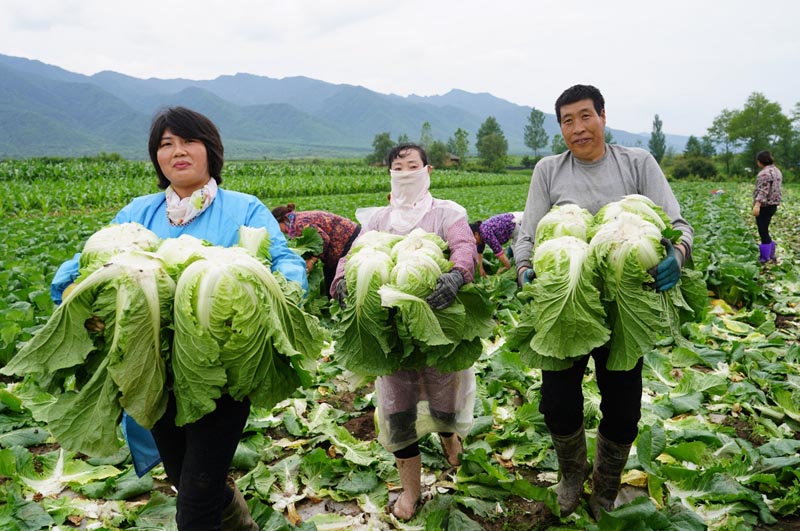 陕西太白高山反季节种菜助增收