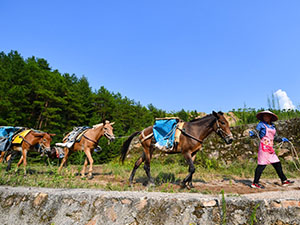 马帮300-225.jpg