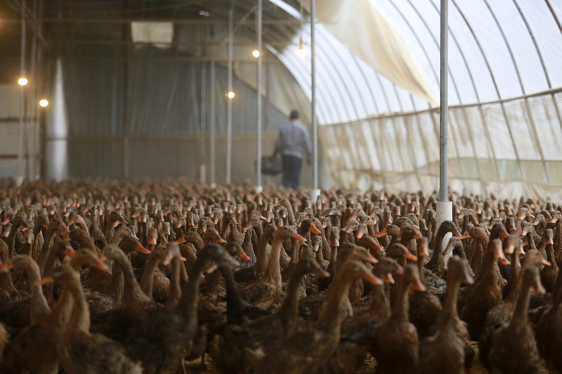 10月25日拍摄的甘肃省天水市秦安县中山镇蛋鸭养殖大棚内的鸭群.