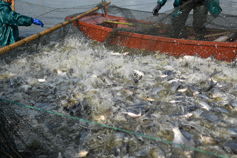 浙江湖州:冬季捕鱼庆丰年