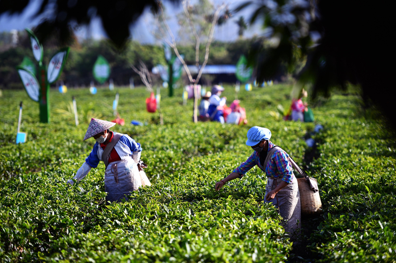 2月27日,白沙黎族自治县五里路茶叶专业合作社的员工在茶园内采摘春茶