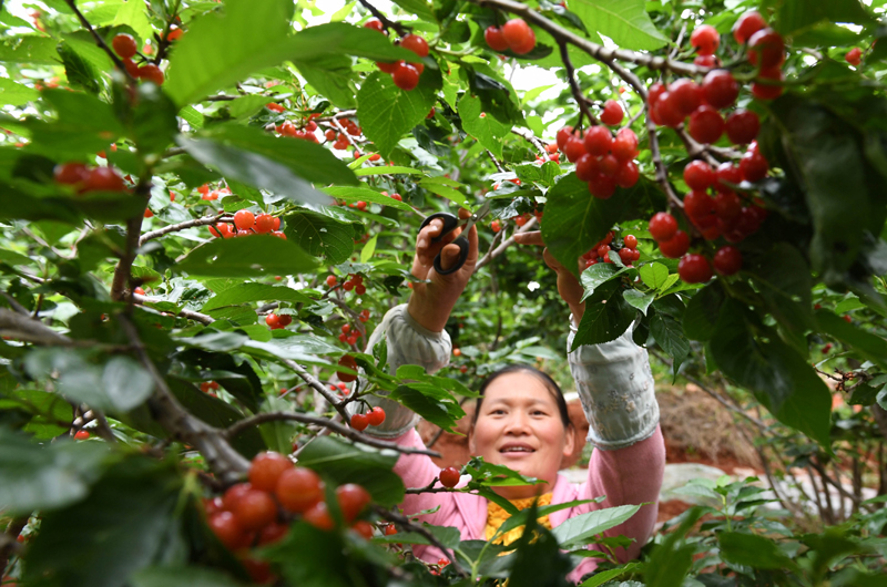 昆明樱桃采摘基地图片