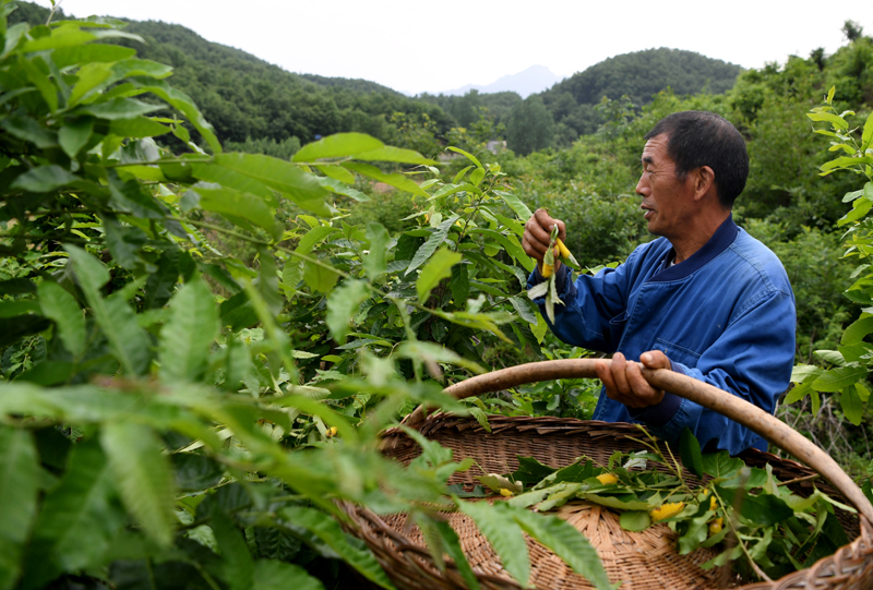 目前鲁山县柞蚕养殖面积约7万亩,亩均收入2000多元