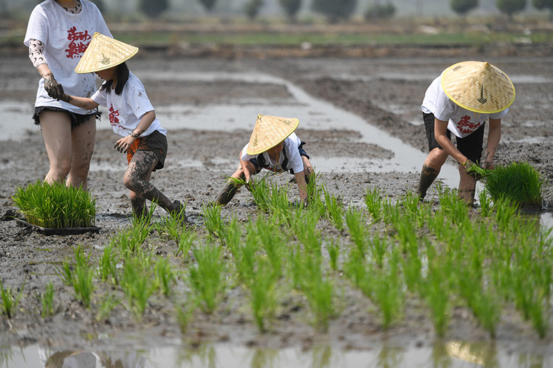 浙江湖州:亲子插秧 体验农事