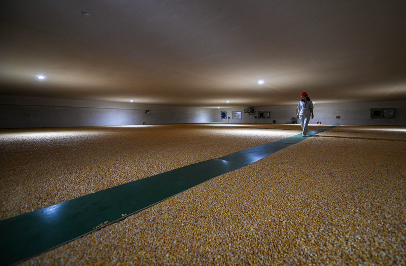 青白江国家粮食储备库低温平房仓,技术人员在巡查仓内玉米的储存情况