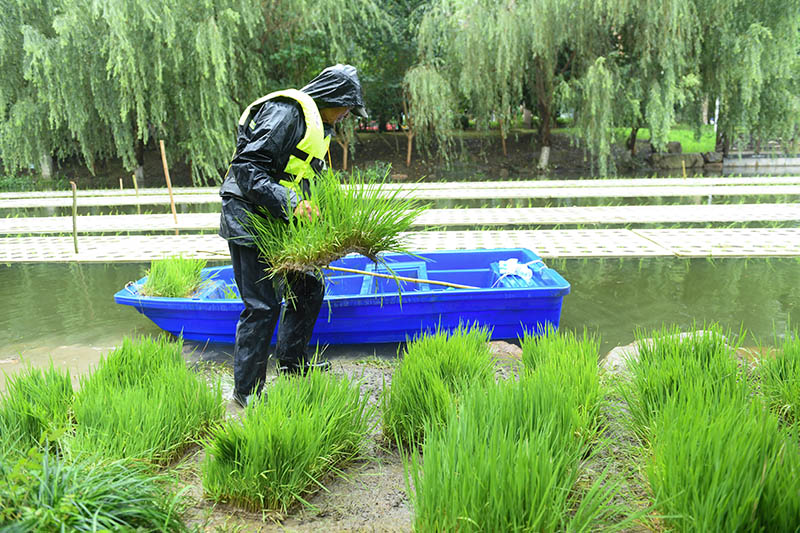 水上种植水稻技术图片