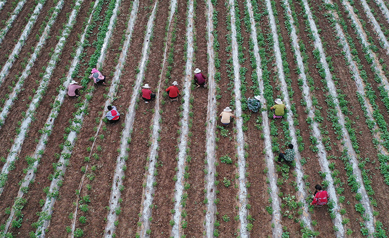推动各乡镇的农业合作社,种植基地,家庭农场等农业生产经营主体稳步