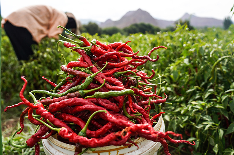 9月10日,青海省循化撒拉族自治县清水乡田盖村的村民在采摘线辣椒.