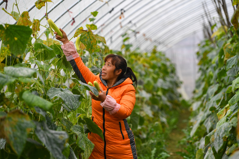 惠水濛江街道紧跟市场引导农户种植香葱黄瓜走俏市场