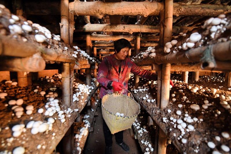 福建角美:小蘑菇撑起致富伞