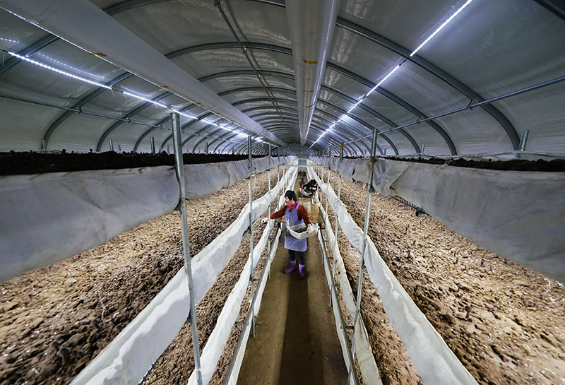 乐亭县闫各庄镇建伟果蔬专业合作社的社员在温室内采摘黑皮鸡枞菌