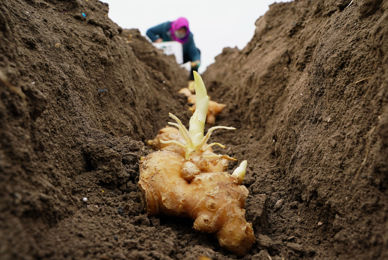 据介绍,今年该区生姜种植面积约5.75万亩. 新华社记者 杨世尧 摄