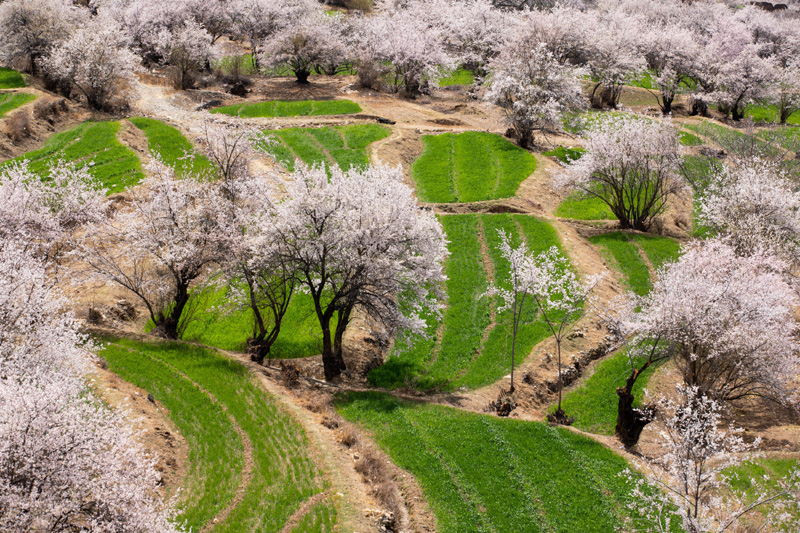 4月3日拍摄的得荣县白松镇日当村桃花林一角.