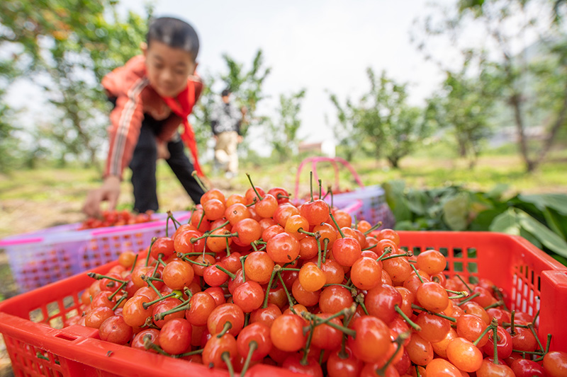 浙江诸暨:樱桃迎来采摘季