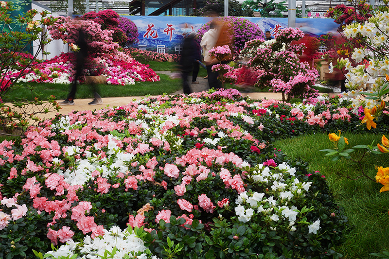 山东日照杜鹃争芳艳