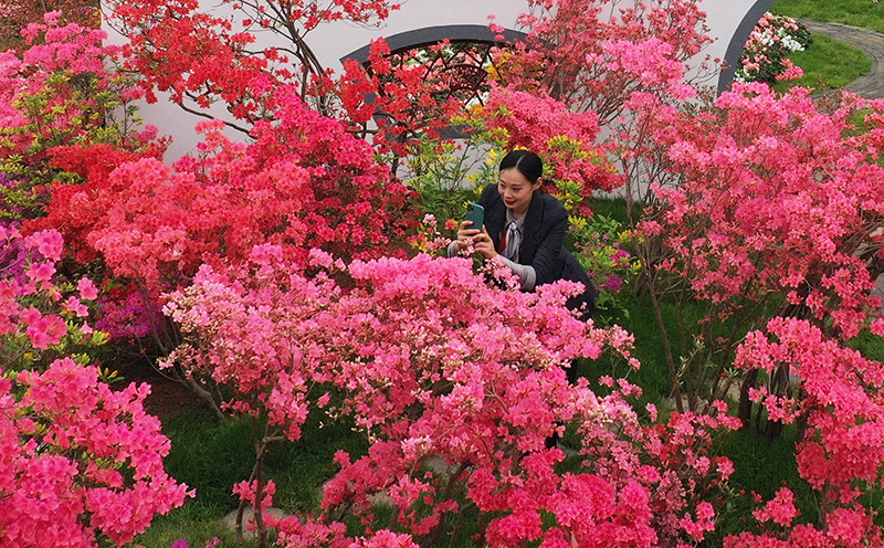山东日照杜鹃争芳艳