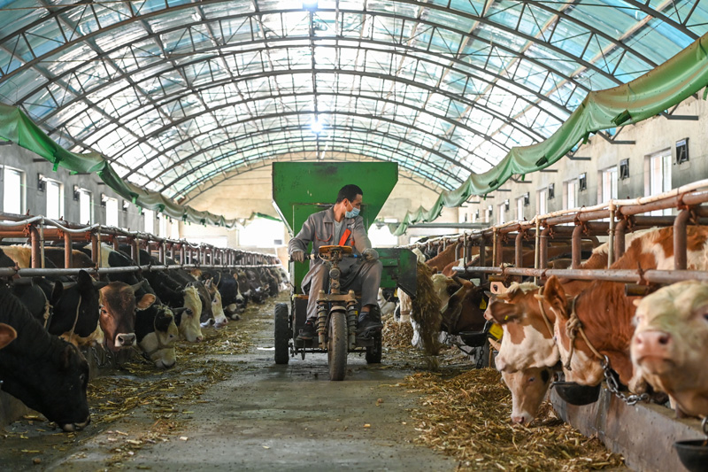 致富经泥鳅养殖_致富养殖泥鳅图片_养殖泥鳅挣钱吗