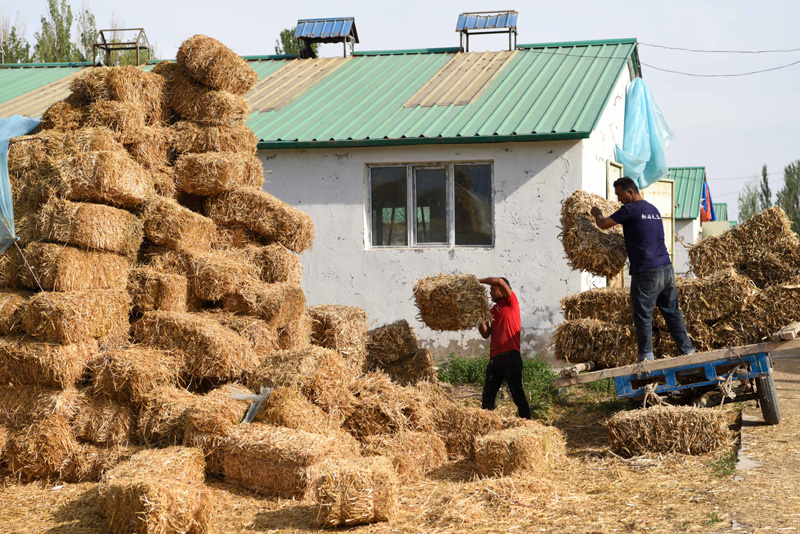 致富养殖泥鳅图片_致富经泥鳅养殖_养殖泥鳅挣钱吗